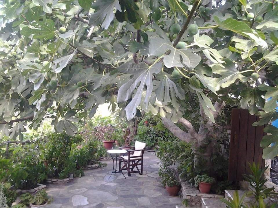 Villa Panayiota Αλόννησος Εξωτερικό φωτογραφία